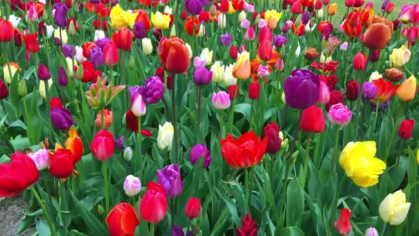 Světlé tulipány záhonu v Keukenhofu - slavný Holland jarní květinový park