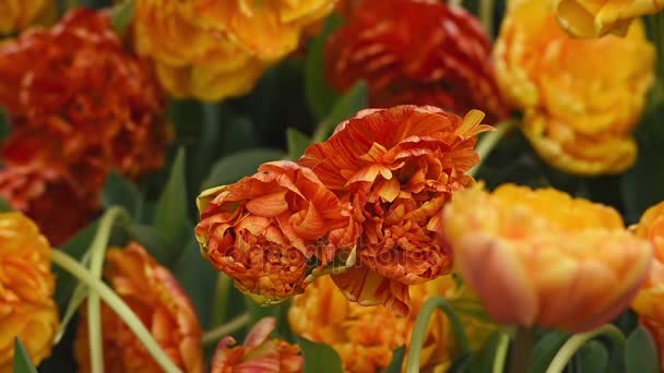 Světlé Tulipány Záhonu Keukenhofu Slavný Holland Jarní Květinový Park — Stock video