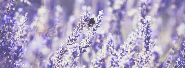 Arbusto de lavanda — Fotografia de Stock