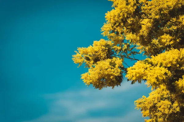 Gula blommande mimosa träd på våren — Stockfoto