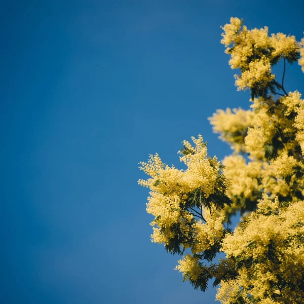 黄在春天盛开的合欢树 — 图库照片