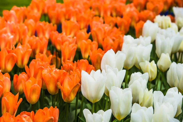 Světlé tulipány záhonu v Keukenhofu — Stock fotografie