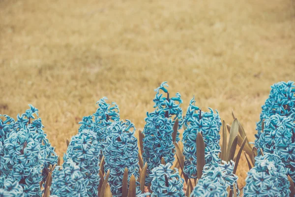 Hyacinter i en infraröd stil — Stockfoto