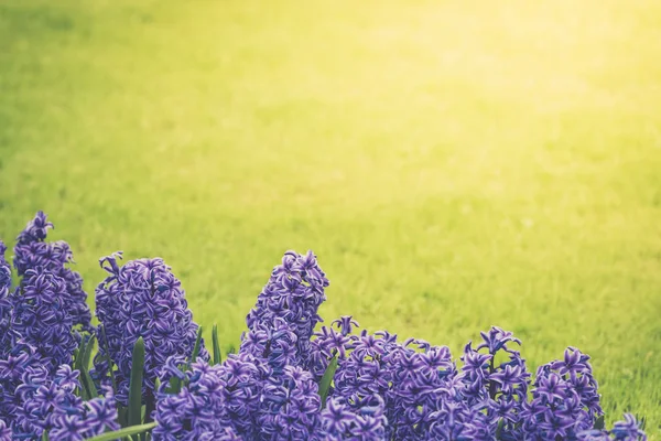 Bright purple hyacinths on a meadow — Stock Photo, Image