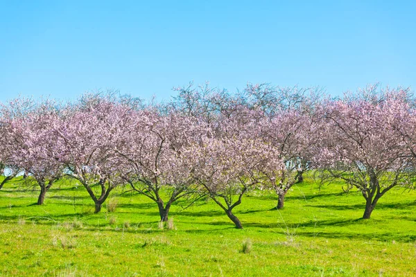 Roze bloeiende perzikbomen op voorjaar — Stockfoto