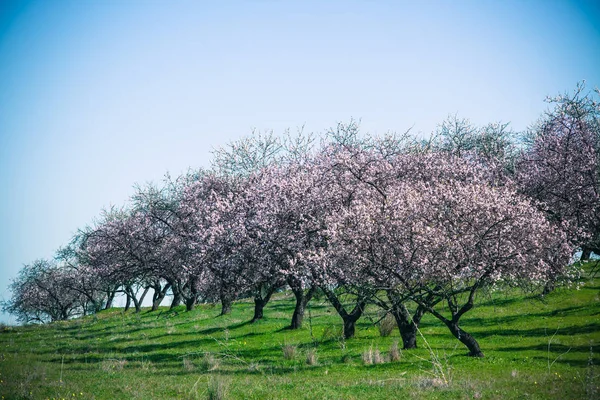 Różowe kwitnienie brzoskwiniowych w Spring — Zdjęcie stockowe