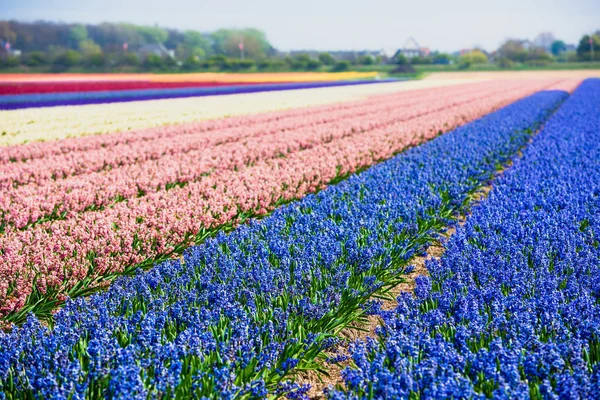 Hyacinths field in the Netherlands — Stock Photo, Image