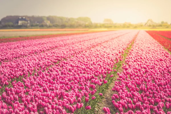 Campo de tulipas vermelhas nas terras baixas — Fotografia de Stock