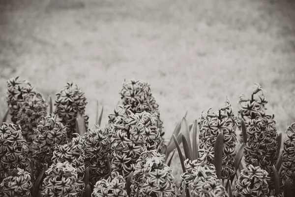 Hyacinth blommor i retrostil — Stockfoto