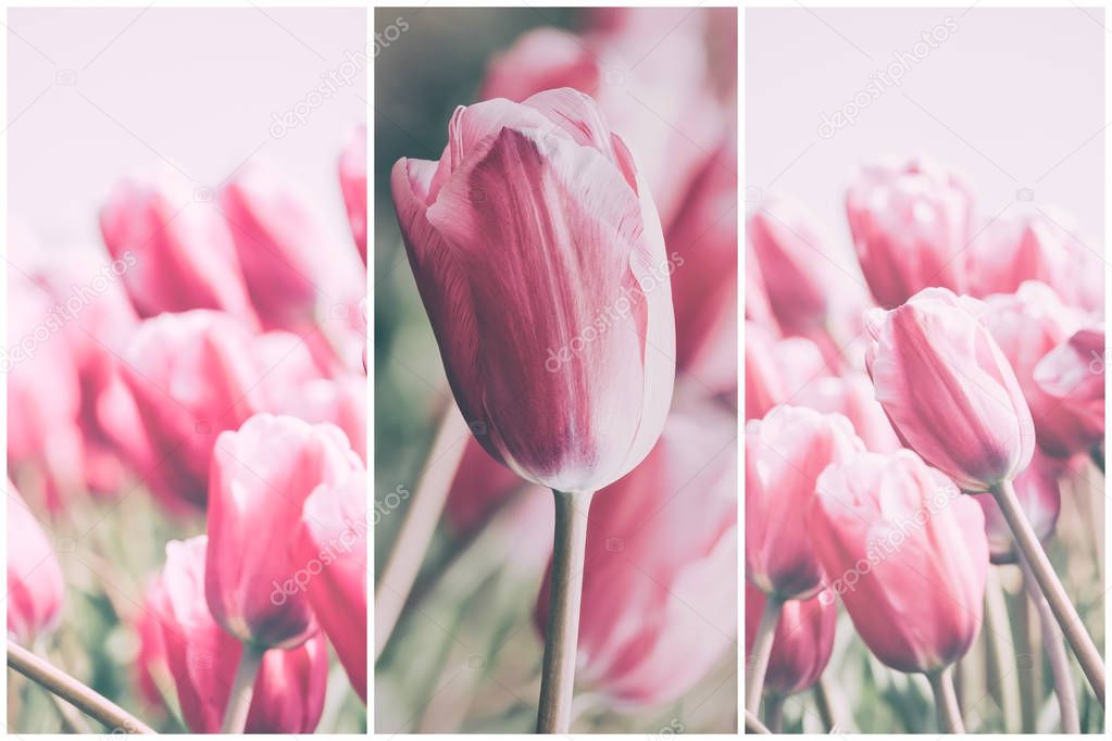 Pink tulips collage