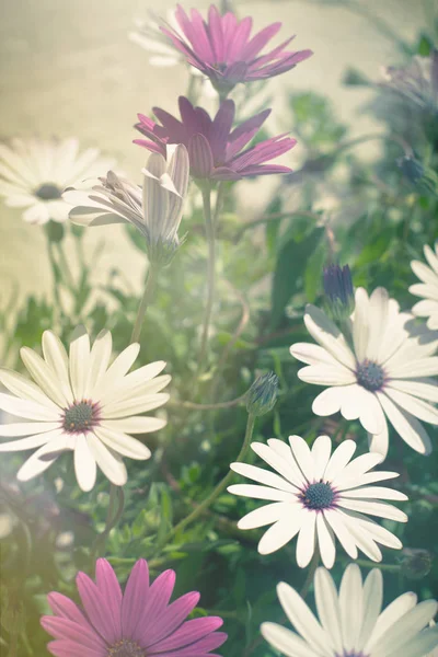 Osteospermum λουλούδια σε ηλιόλουστη ημέρα — Φωτογραφία Αρχείου