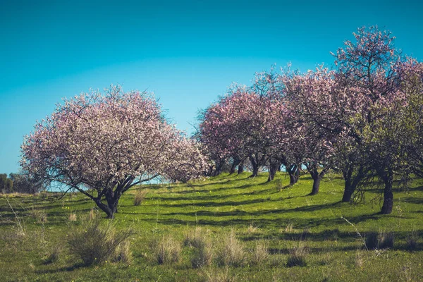 Pink Blooming Peach Trees at Spring — Stock Photo, Image