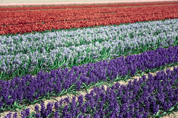 Hyacinths field in the Netherlands — Stock Photo, Image