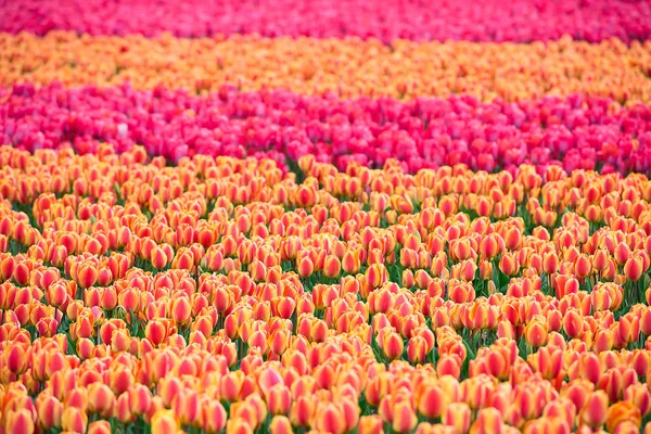 Pestrobarevné tulipány pole v Nizozemsku — Stock fotografie
