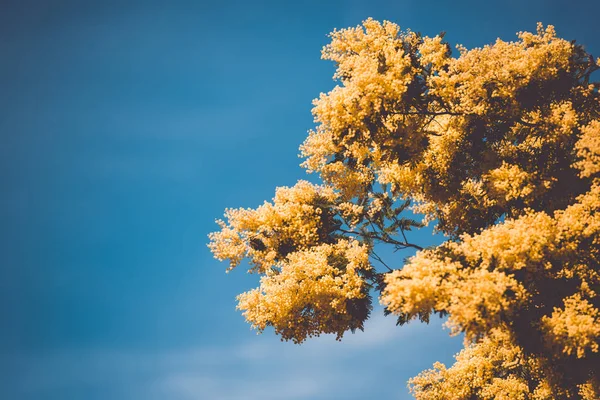 Fioritura gialla dell'albero di mimosa in primavera — Foto Stock