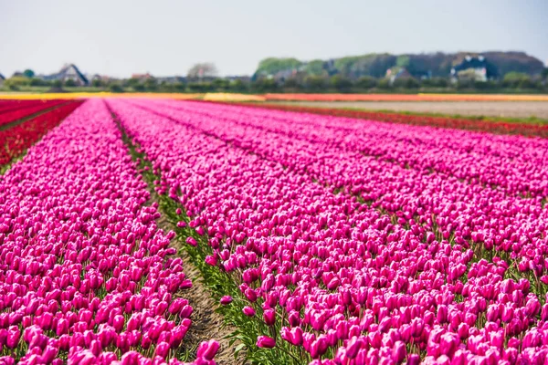 Růžové tulipány pole v Nizozemsku — Stock fotografie