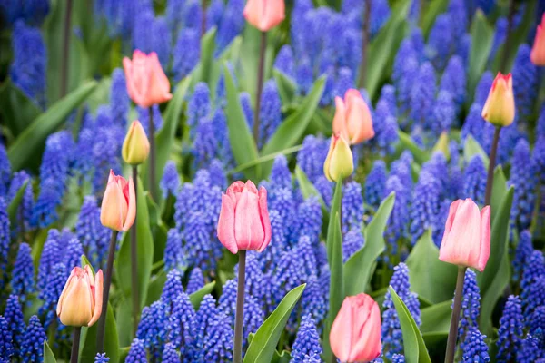 Růžové tulipány a Modřenec hyacint pole — Stock fotografie