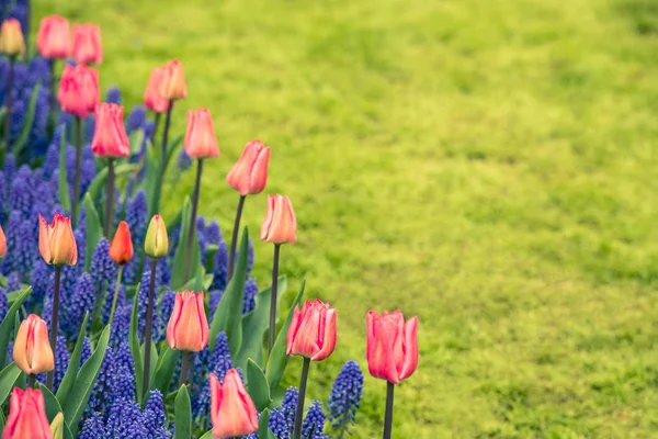 Pink tulips and Muscari hyacinth field — Stock Photo, Image
