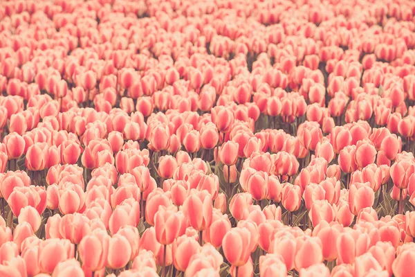 Campo de tulipas multicoloridas na Holanda — Fotografia de Stock