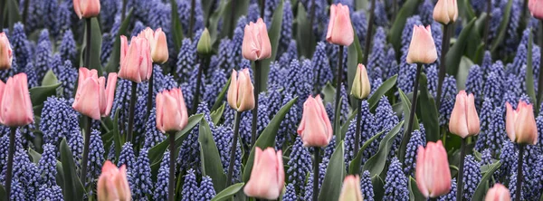 Růžové tulipány a Modřenec hyacint pole — Stock fotografie