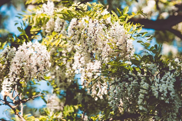 Witte bloesem Acacia boom Brunches — Stockfoto