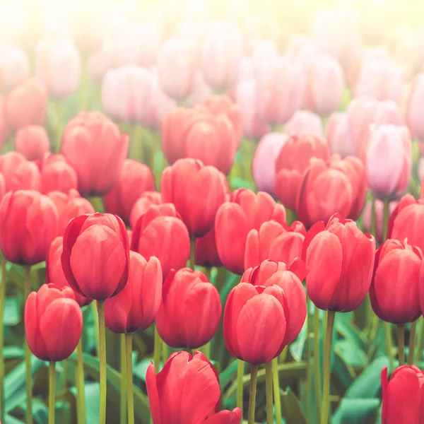 Buntes Tulpenfeld in den Niederlanden — Stockfoto