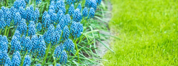 Blaue Muscari-Hyazinthe in den Niederlanden — Stockfoto
