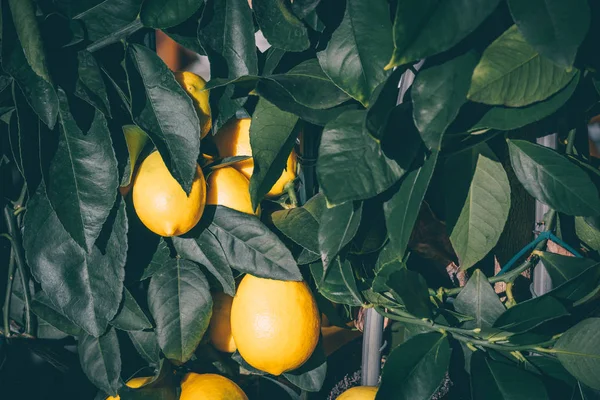 Лимонное дерево в горшке — стоковое фото