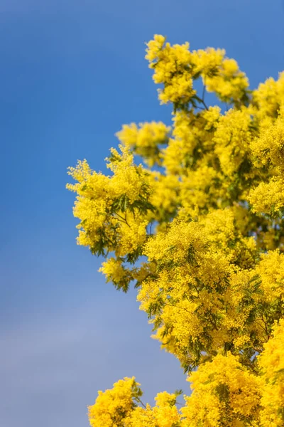 Yellow blooming of mimosa tree in spring — Stock Photo, Image