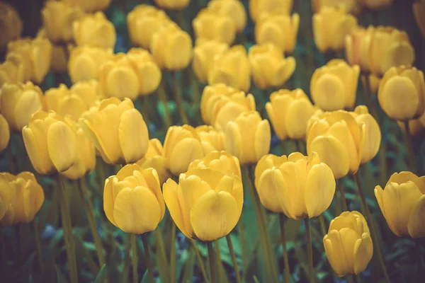 Žluté tulipány pole v Nizozemsku — Stock fotografie