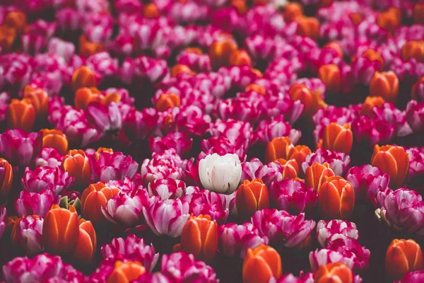 Pestrobarevné tulipány pole v Nizozemsku — Stock fotografie