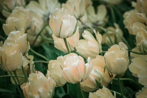 Campo de tulipas rosa na Holanda — Fotografia de Stock