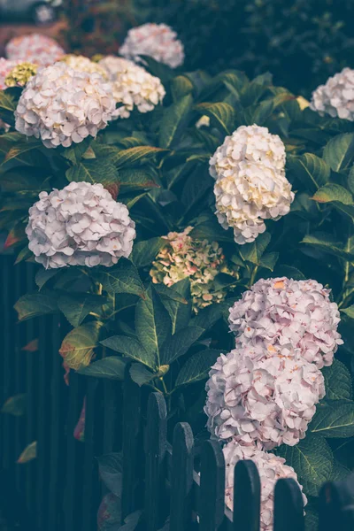 Ορτανσία ροζ λουλούδια Μπους το φθινόπωρο — Φωτογραφία Αρχείου