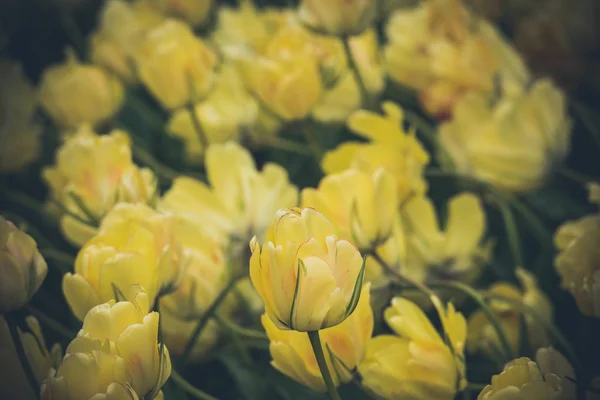 Žluté tulipány pole v Nizozemsku — Stock fotografie