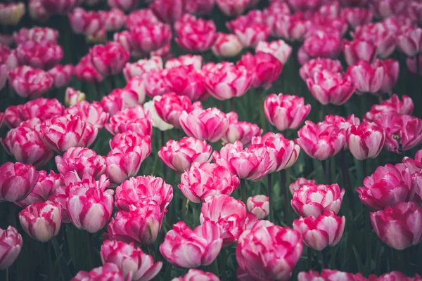 Pestrobarevné tulipány pole v Nizozemsku — Stock fotografie