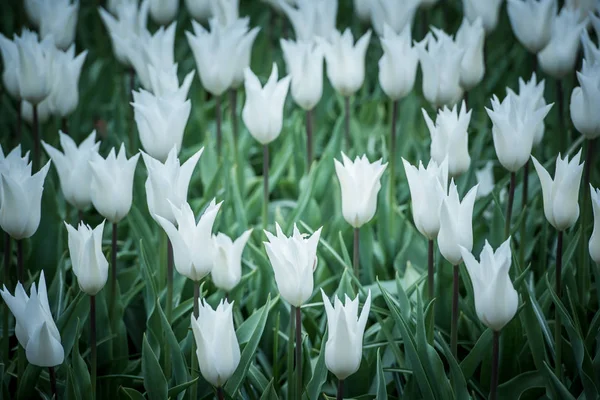 Campo de tulipas brancas na Holanda — Fotografia de Stock