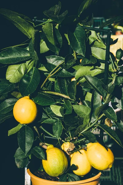 鍋にレモンの木 — ストック写真