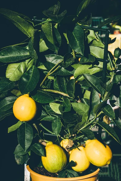 Citronnier dans une casserole — Photo