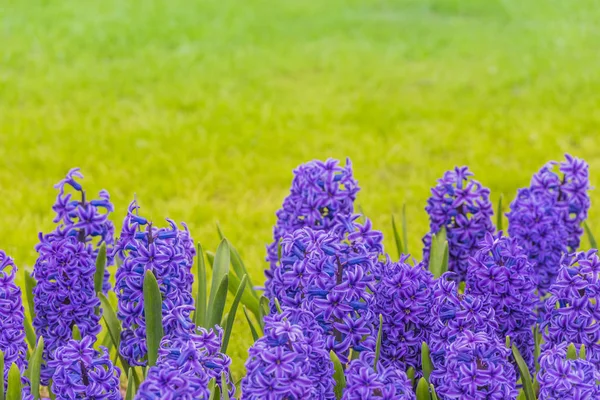 Ярко-фиолетовые гиацинты на лугу — стоковое фото