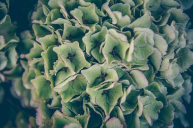 Ortanca çiçeklerini kapat