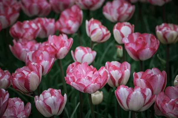 Campo di tulipani multicolori nei Paesi Bassi — Foto Stock