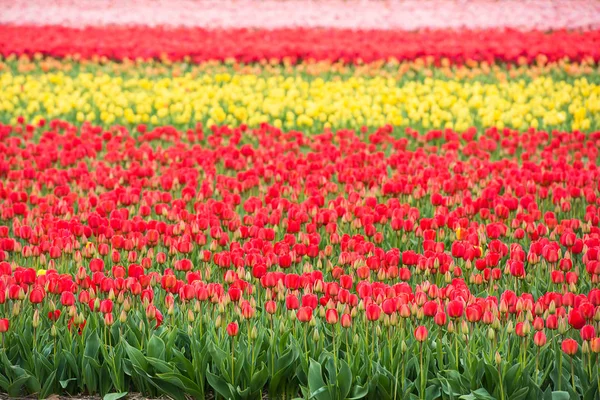 Veelkleurige tulpen veld in Nederland — Stockfoto