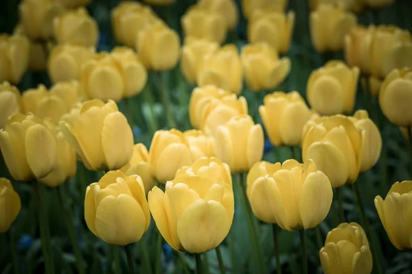 Žluté tulipány pole v Nizozemsku — Stock fotografie