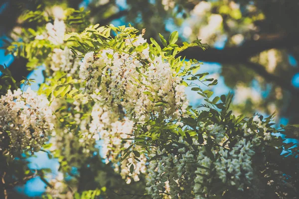 Beyaz çiçek akasya ağacı çorbaları — Stok fotoğraf