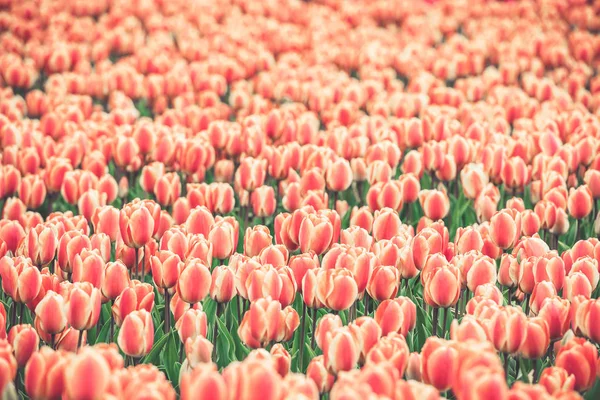 Campo de tulipas multicoloridas na Holanda — Fotografia de Stock