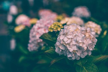 Pembe ortanca çiçek bush Güz