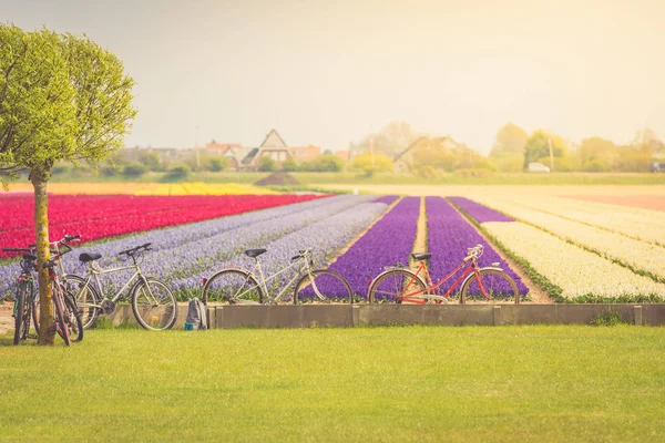 Multicolored tulips field in the Netherlands — Stock Photo, Image