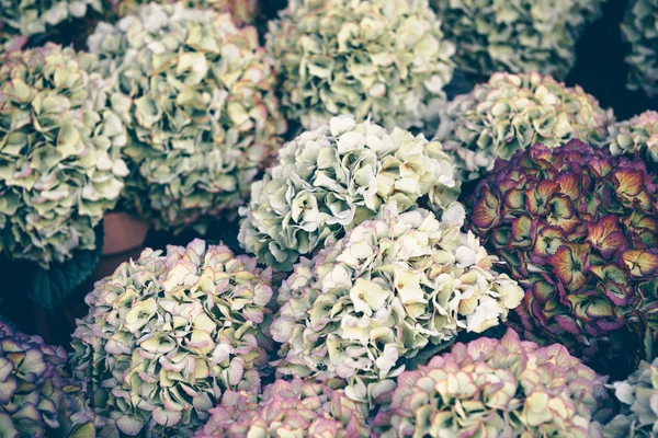 Flores de hortênsia — Fotografia de Stock