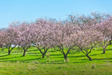 Bahar, pembe çiçek şeftali ağaçları