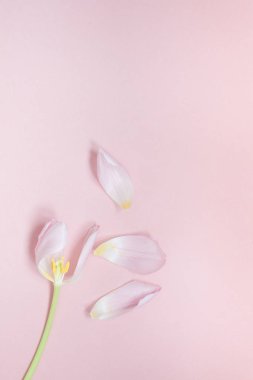 Yaprakları üzerinde pembe bir arka plan düz lay ile Pembe Lale